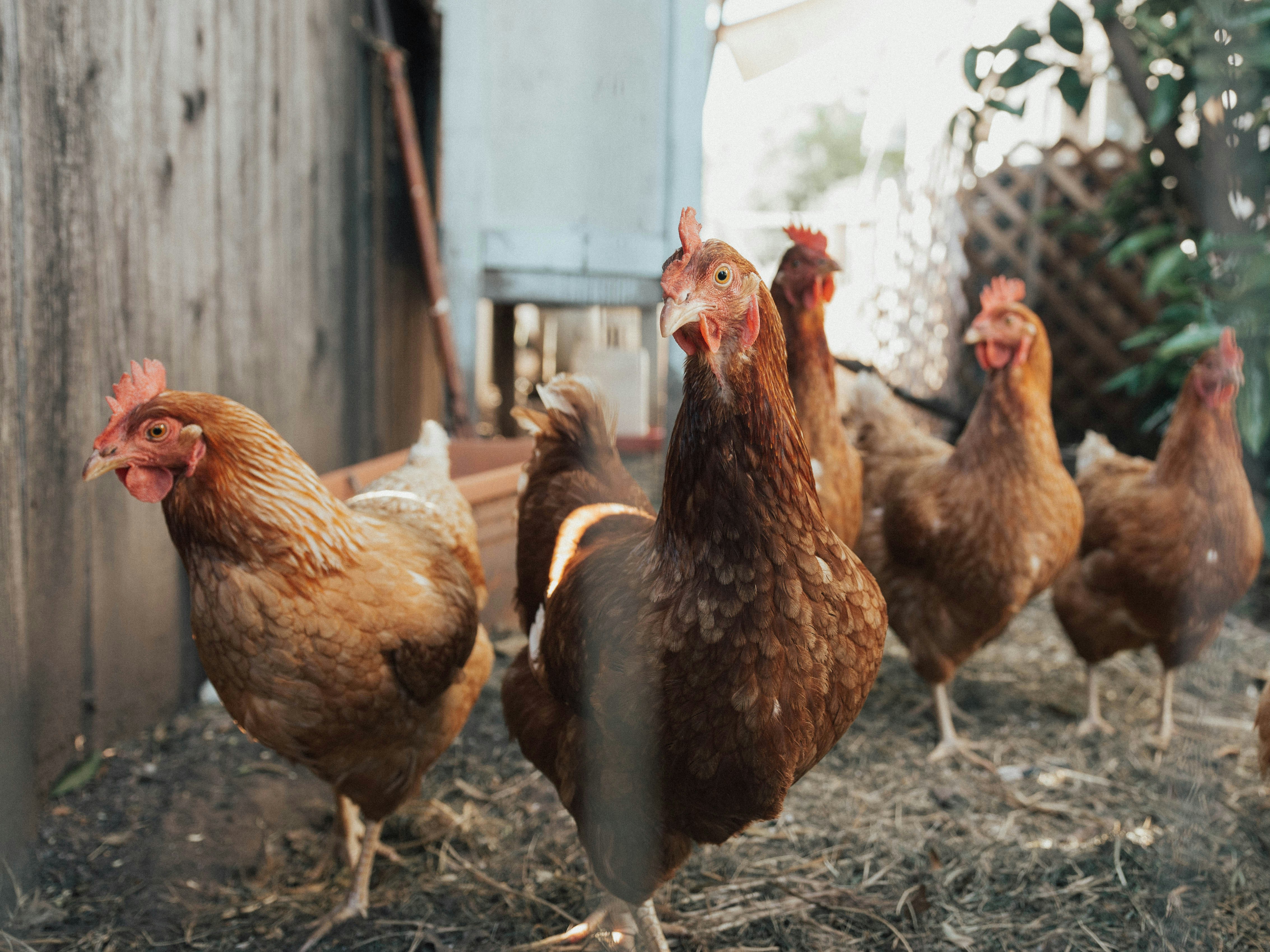 Agribusiness