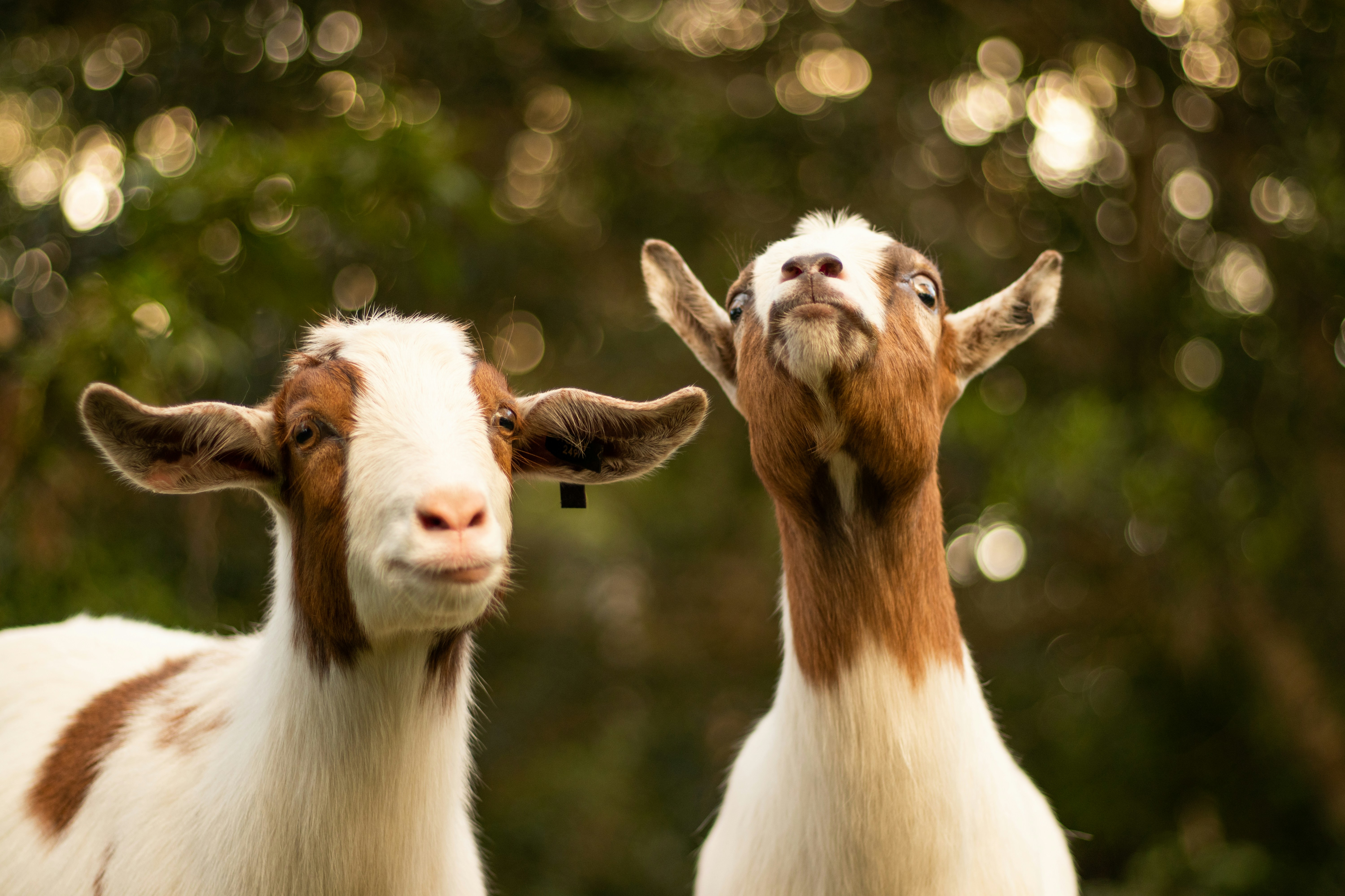Livestock Husbandry